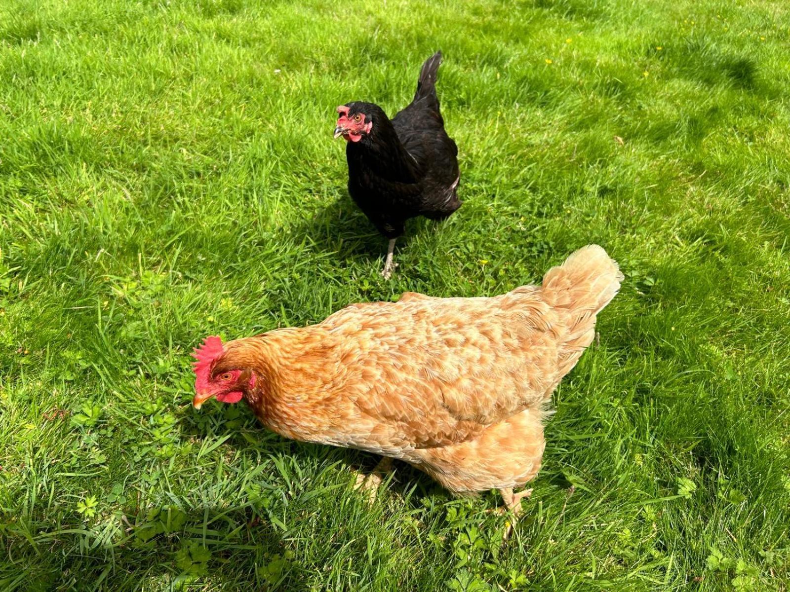 The Hen House Villa Haddington Bagian luar foto
